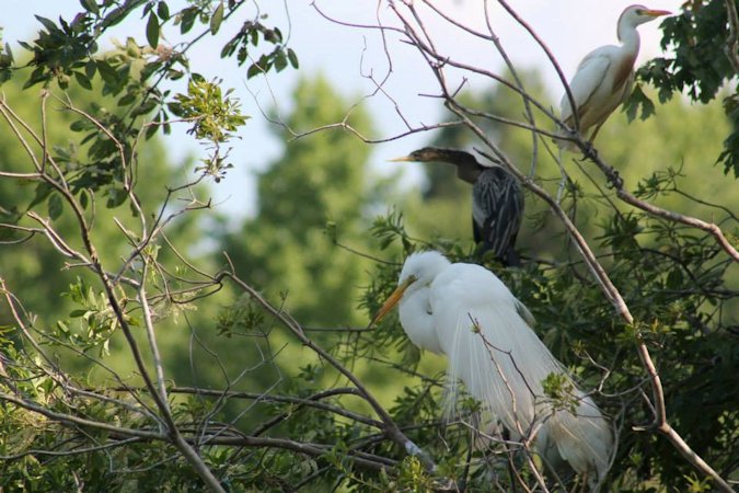 Hanson_birds
