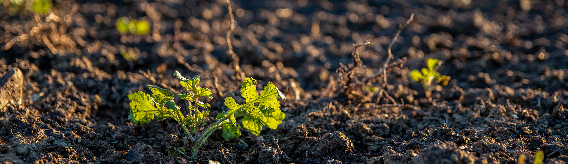 Soil Remediation