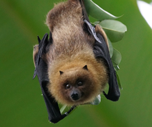 bat bat