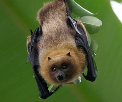 bat